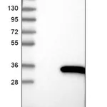 Merck Anti-MORN3 antibody produced in rabbit