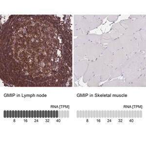 Merck Anti-GMIP antibody produced in rabbit
