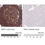 Merck Anti-GMIP antibody produced in rabbit