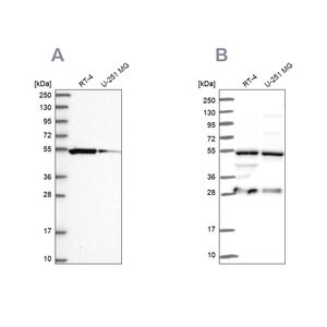 Merck Anti-PACSIN3 antibody produced in rabbit