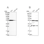 Merck Anti-PACSIN3 antibody produced in rabbit
