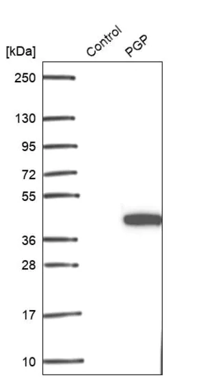 Merck Anti-PGP antibody produced in rabbit