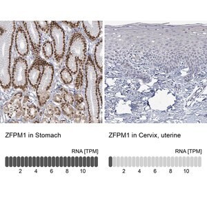 Merck Anti-ZFPM1 antibody produced in rabbit