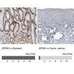 Merck Anti-ZFPM1 antibody produced in rabbit