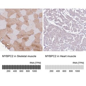 Merck Anti-MYBPC2 antibody produced in rabbit