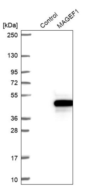 Merck Anti-MAGEF1 antibody produced in rabbit