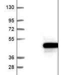 Merck Anti-MAGEF1 antibody produced in rabbit