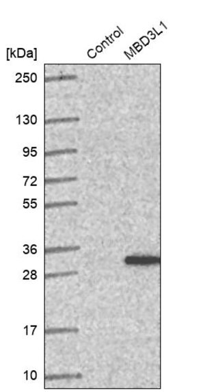 Merck Anti-MBD3L1 antibody produced in rabbit