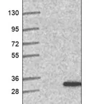 Merck Anti-MBD3L1 antibody produced in rabbit