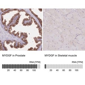 Merck Anti-MYDGF antibody produced in rabbit