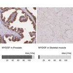 Merck Anti-MYDGF antibody produced in rabbit