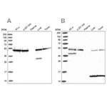 Merck Anti-ST13 antibody produced in rabbit