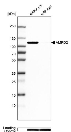 Merck Anti-AMPD2 antibody produced in rabbit