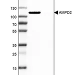 Merck Anti-AMPD2 antibody produced in rabbit
