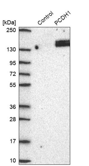 Merck Anti-PCDH1 antibody produced in rabbit