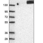 Merck Anti-PCDH1 antibody produced in rabbit