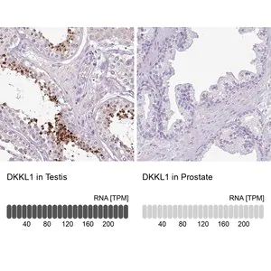 Merck Anti-DKKL1 antibody produced in rabbit