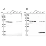 Merck Anti-ST13 antibody produced in rabbit