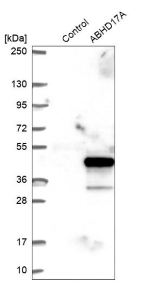 Merck Anti-ABHD17A antibody produced in rabbit