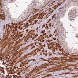 Merck Anti-LIN37 antibody produced in rabbit