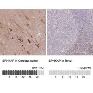 Merck Anti-SPHKAP antibody produced in rabbit