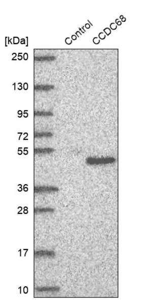 Merck Anti-CCDC68 antibody produced in rabbit