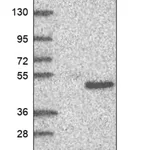 Merck Anti-CCDC68 antibody produced in rabbit