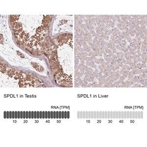 Merck Anti-SPDL1 antibody produced in rabbit