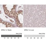 Merck Anti-SPDL1 antibody produced in rabbit