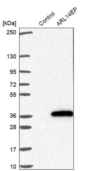 Merck Anti-ARL14EP antibody produced in rabbit