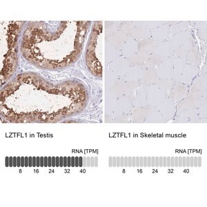 Merck Anti-LZTFL1 antibody produced in rabbit
