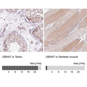 Merck Anti-UBXN7 antibody produced in rabbit