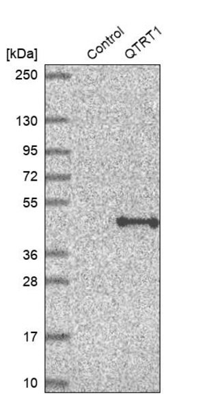 Merck Anti-QTRT1 antibody produced in rabbit