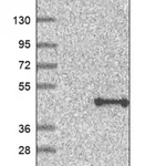 Merck Anti-QTRT1 antibody produced in rabbit