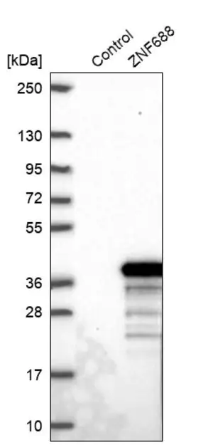 Merck Anti-ZNF688 antibody produced in rabbit