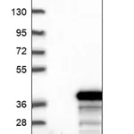 Merck Anti-ZNF688 antibody produced in rabbit