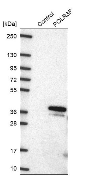 Merck Anti-POLR3F antibody produced in rabbit