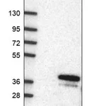 Merck Anti-POLR3F antibody produced in rabbit