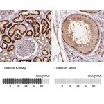 Merck Anti-LDHD antibody produced in rabbit