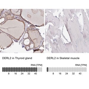 Merck Anti-DERL2 antibody produced in rabbit