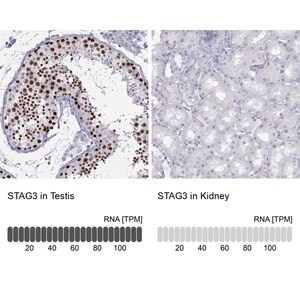 Merck Anti-STAG3 antibody produced in rabbit