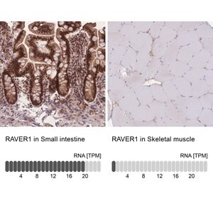 Merck Anti-RAVER1 antibody produced in rabbit