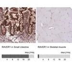 Merck Anti-RAVER1 antibody produced in rabbit