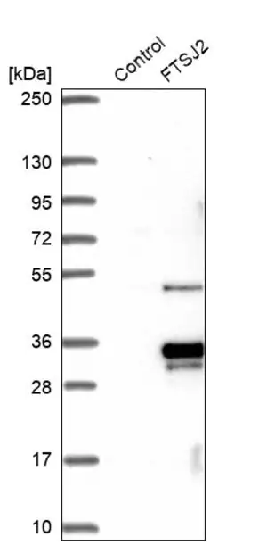 Merck Anti-MRM2 antibody produced in rabbit