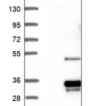 Merck Anti-MRM2 antibody produced in rabbit