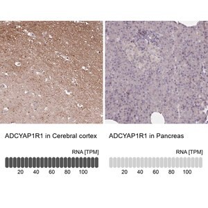 Merck Anti-ADCYAP1R1 antibody produced in rabbit