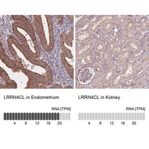 Merck Anti-LRRN4CL antibody produced in rabbit