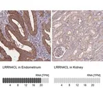 Merck Anti-LRRN4CL antibody produced in rabbit