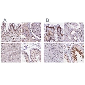 Merck Anti-HNRNPUL1 antibody produced in rabbit