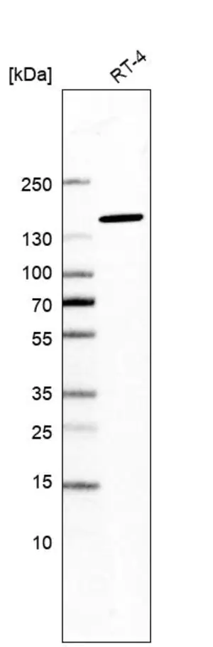 Merck Anti-SF3B1 antibody produced in rabbit
